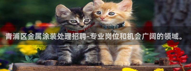 美高梅公司的业务范围